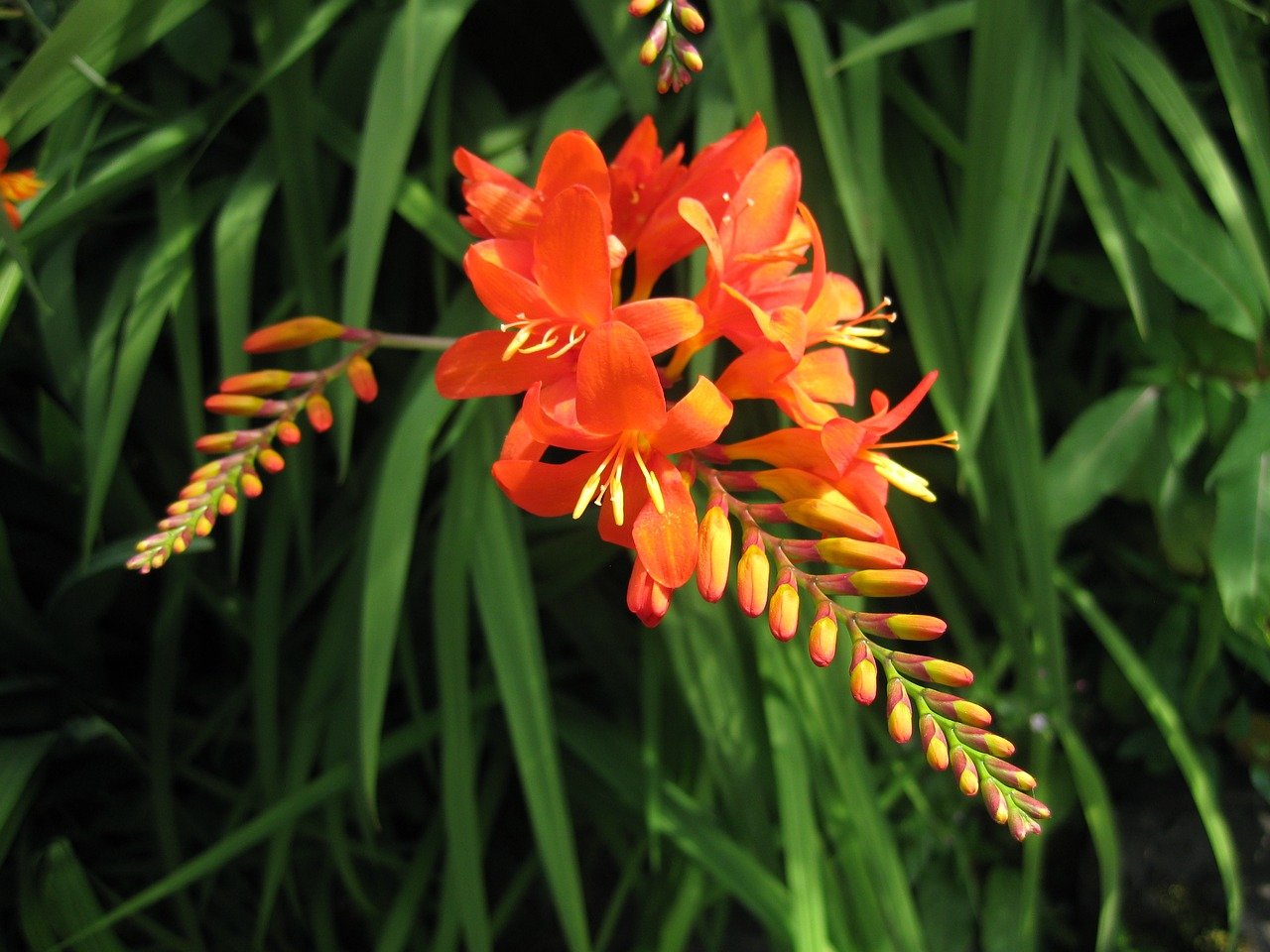 Crocosmia - Cynobrówka: kwiaty w barwie słońca