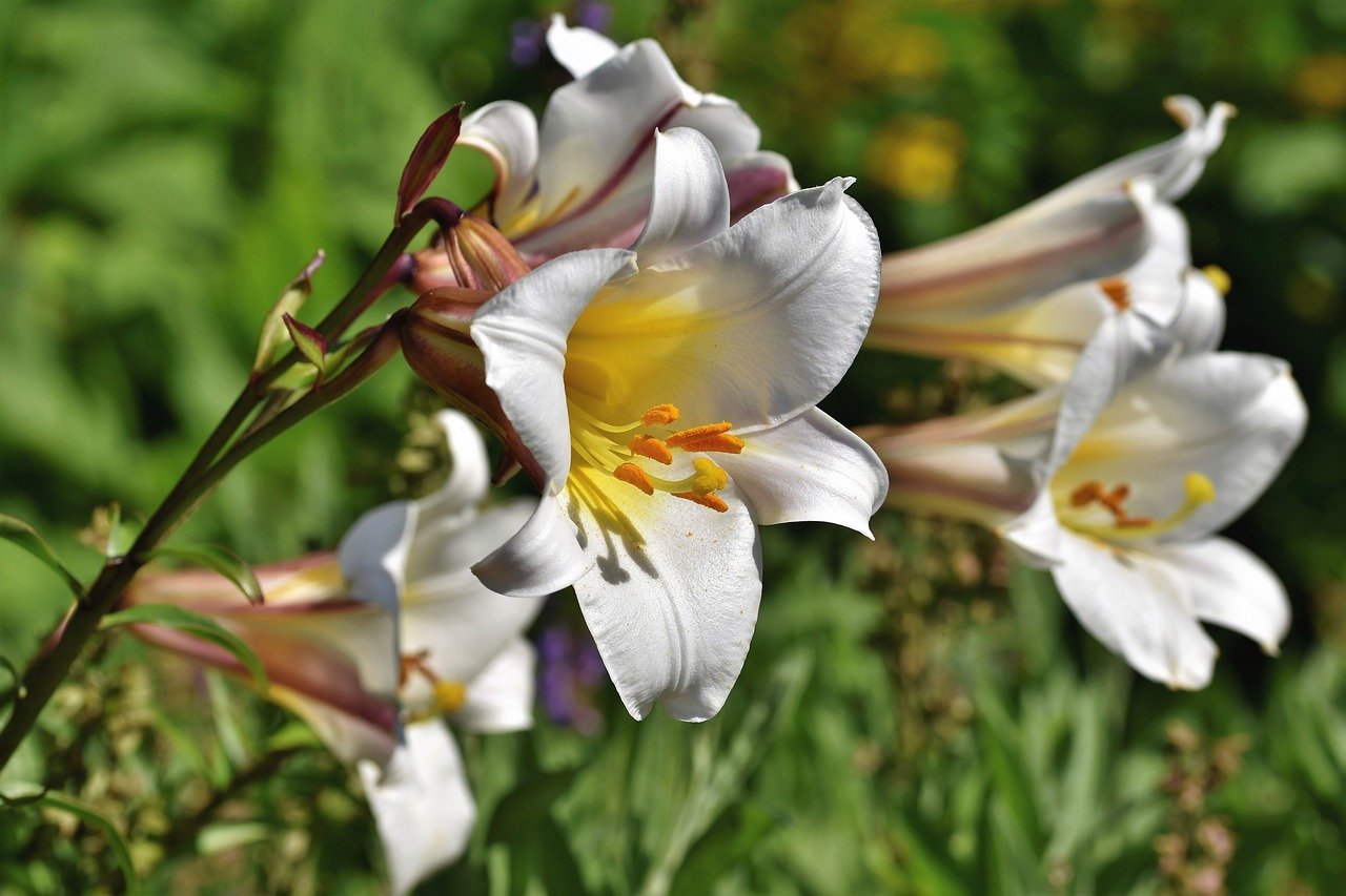 Lilie - wyjątkowej urody kielichowate kwiaty