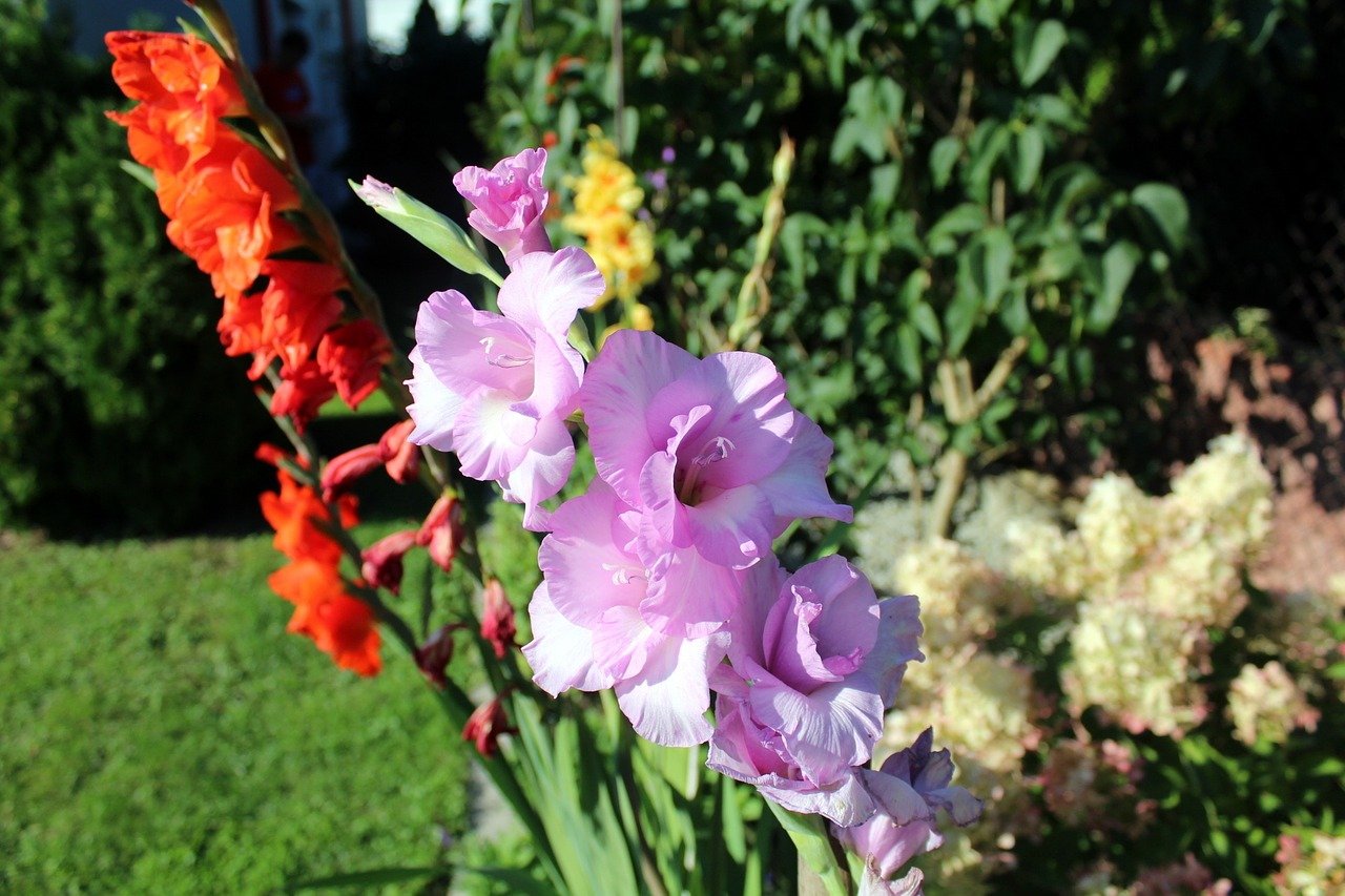 Mieczyki (gladiole) - charakterystyczne lancetowate liście