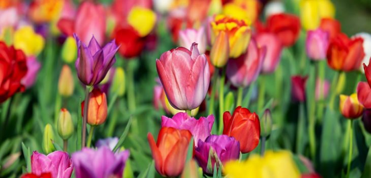 Tulipany - najbardziej pożądane kwiaty w ogrodzie?